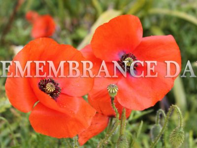 Remembrance Day